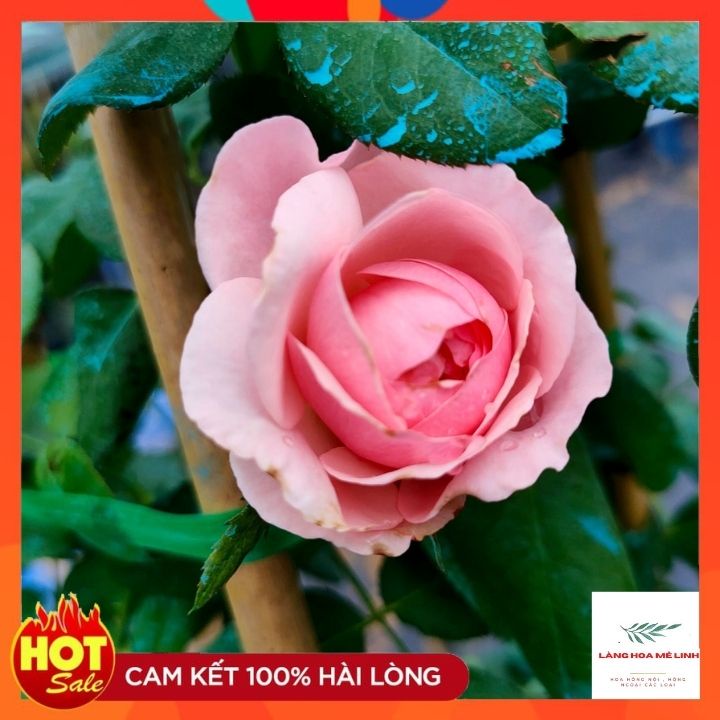 Hoa hồng ngoại Carey rose [️CÂY NGUYÊN BẢN - CHIẾT️] – Giống hồng cắt cành độc đáo, cuốn hút - Hương thơm tươi mát