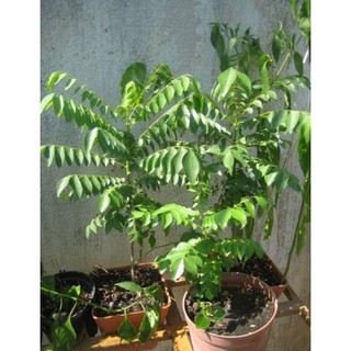 Cây Cà Ri( Lá Chiêng) - Chậu Nhựa