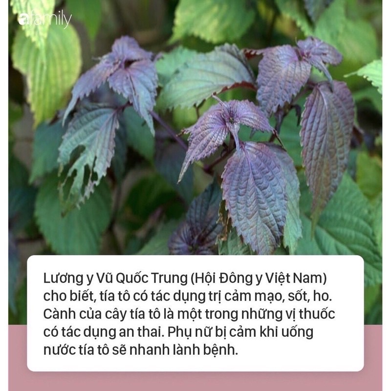 500g bột tía tô sấy lạnh hữu cơ nguyên vị