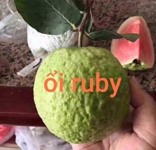 Cây giống Ổi Ruby ruột đỏ hồng