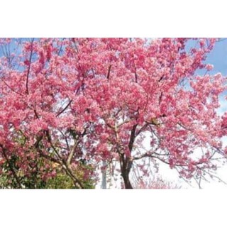 Cây  giống HOA ANH ĐÀO