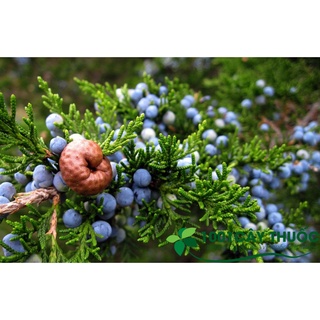 Bột cây Bách Xù - Bột Bách cao cấp - Cúng khói(1kg) [PBMC]