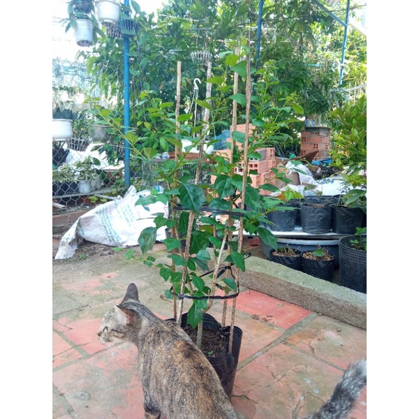 Cây Huyền Trân Công Chúa