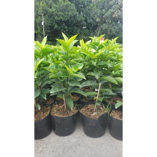 mỹ hồng 1 cốt
