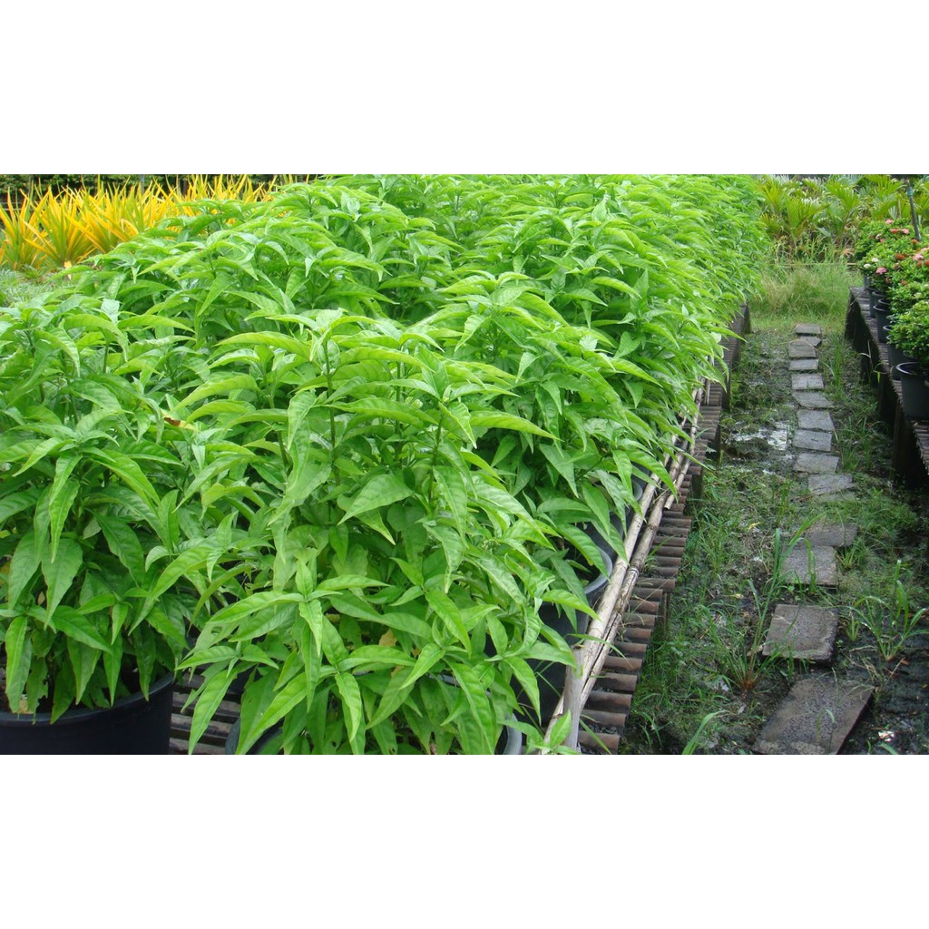 Cây hoàn ngọc trắng