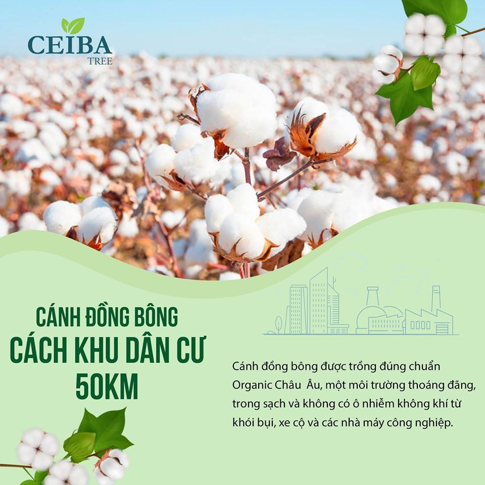 Bông tẩy trang Organic CEIBA 80 miếng