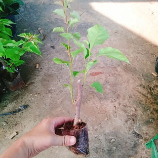 Cây Hoa Giấy Ngũ Sắc.