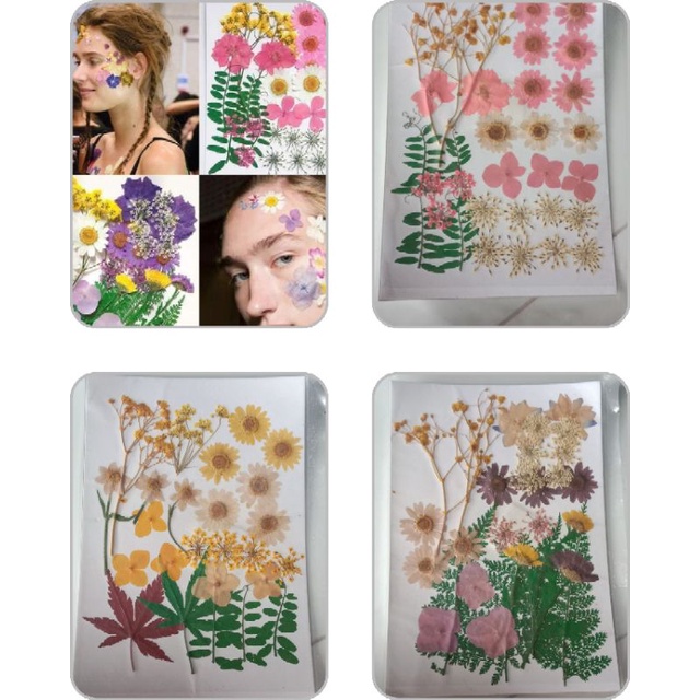 hoa khô ép dán trang trí