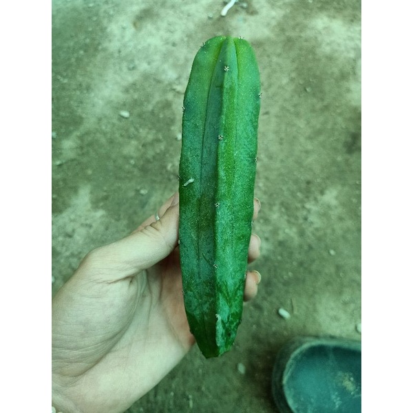 Cây xương rồng trụ Mytilo NoBrand