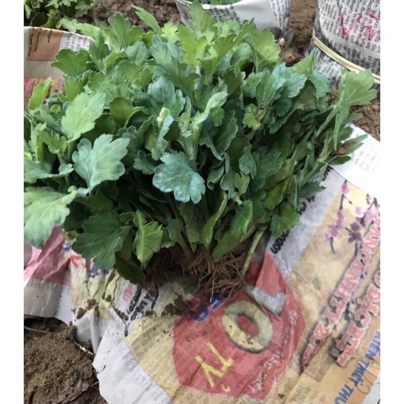 cây giống cúc tím hè(10 cây)