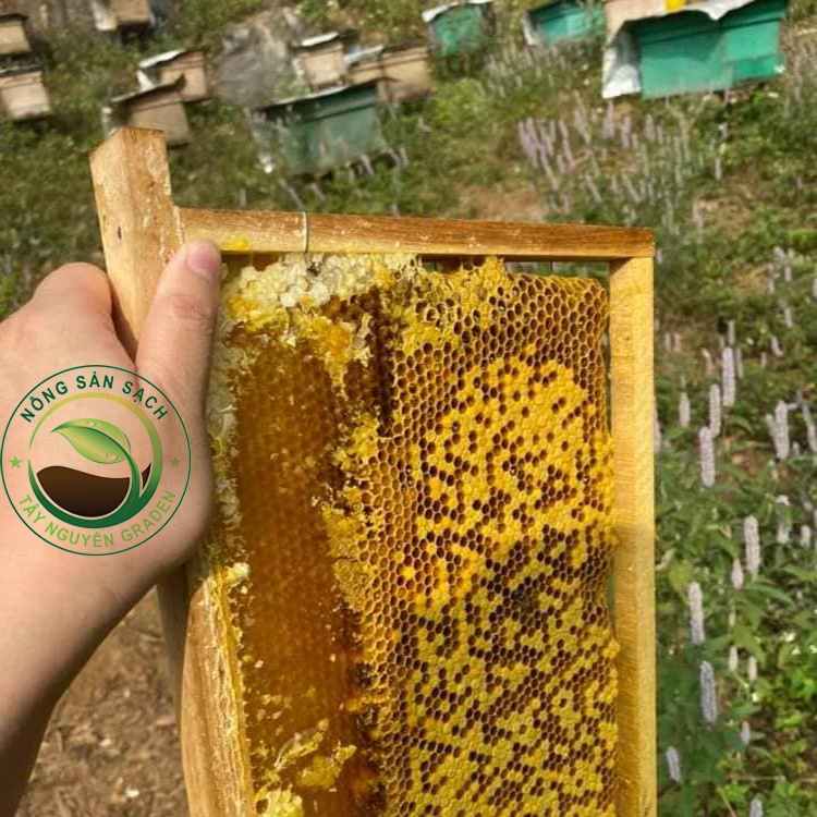 1 Lít mật ong hoa Bạc Hà Hà Giang - Mật ong hoa Bạc Hà nguyên chất - PREMIUM MINT BLOSSOM HONEY