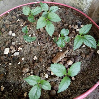 Hạt giống nhân sâm Hàn Quốc - Giống F1 chuẩn