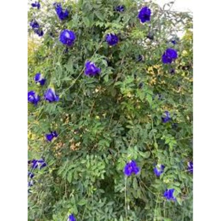 100 Hạt giống hoa đậu biếc kép