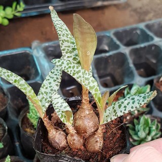 sen đá Hồ lô