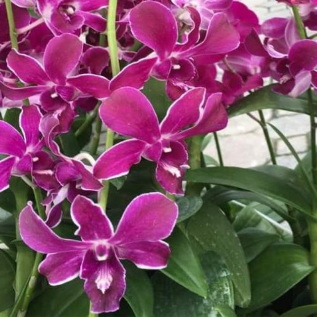 Denro màu hiroshi cây tơ nhú ngồng