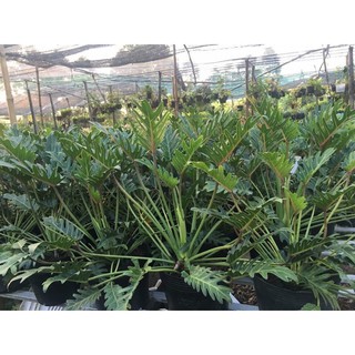 Cây trầu bà chân vịt