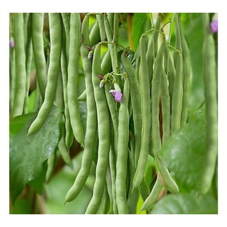 HẠT ĐẬU COVE HẠT TRẮNG DẠNG BỤI - GÓI 20 GRAM