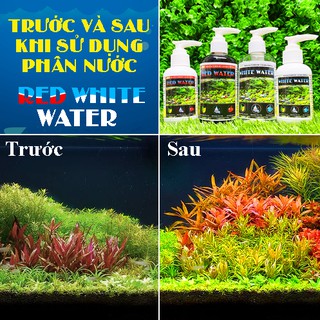 Bể Cá bằng kính mini - Hồ cá Betta (Dấu keo - Keo Đen Trắng)