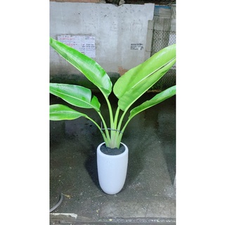 Chậu Cây Chuối Rẻ Quạt