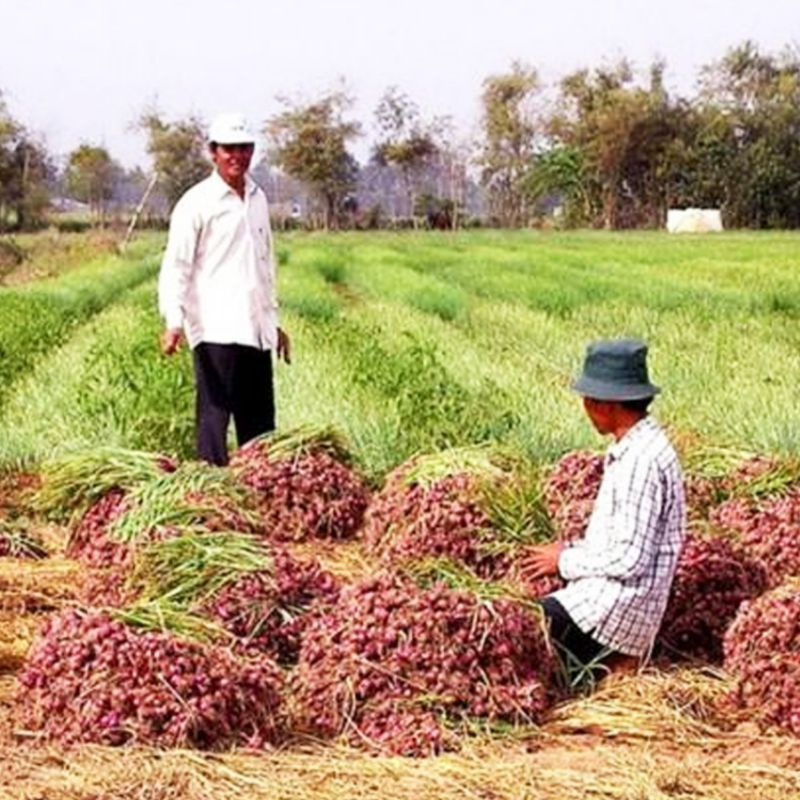 Hành tím Phan Rang chất lượng 1kg