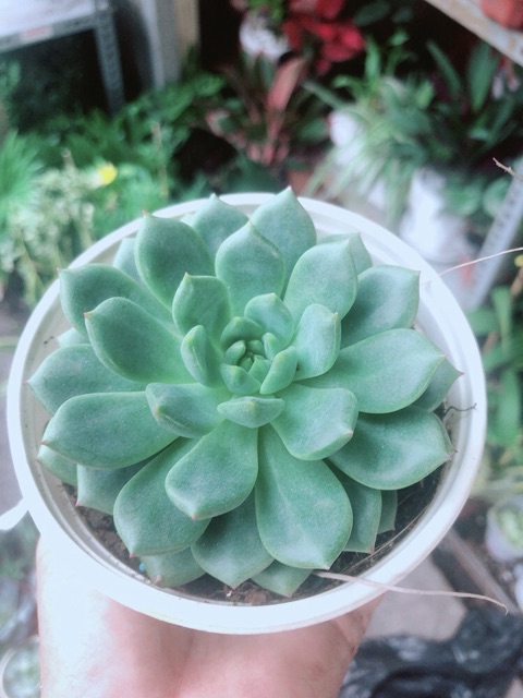 Sen Đá Bánh Bao Xanh