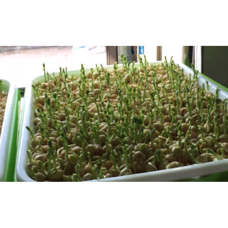 Hạt giống rau mầm đậu Hà Lan- 59k/ kg