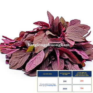 20 GR - HẠT GIỐNG RAU DỀN ĐỎ