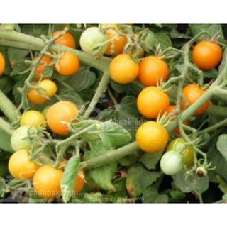Gói 0.1GR hạt giống Cà Chua Bi Vàng F1 SV 123 ( Cà chua Cherry)
