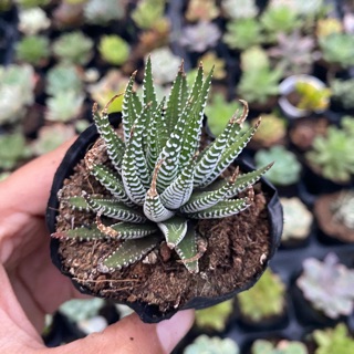 SEN ĐÁ MÓNG RỒNG