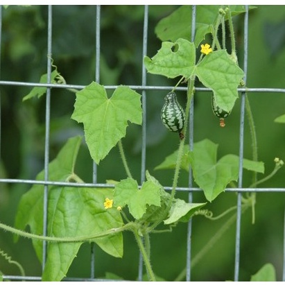 Hạt giống Dưa Hấu Mini 10 Hạt TẶNG KÈM KÍCH MẦM NHANH