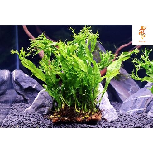 Cây thủy sinh Dương xỉ sừng hươu