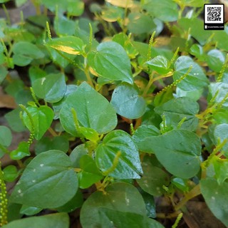 Hạt giống rau càng cua - Gói 1gr