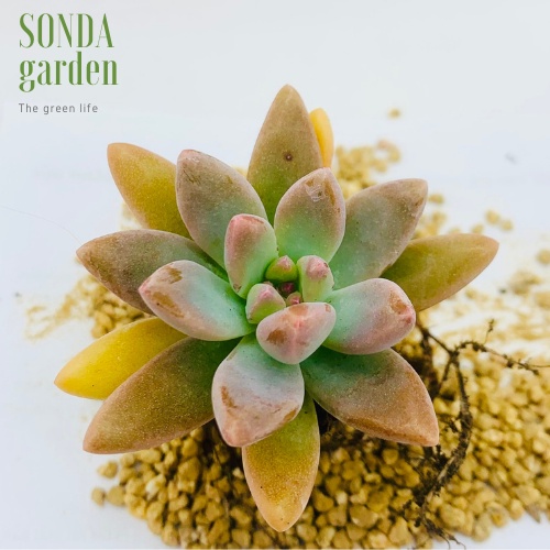 Sen đá pha lê SONDA GARDEN size mini 2.5-4cm, xuất xứ Đà Lạt, khoẻ đẹp, lỗi 1 đổi 1