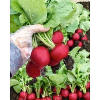 Mua 5 tặng 1)-1g Hạt Giống Củ Cải Đỏ Tròn MiNi  thuần chủng