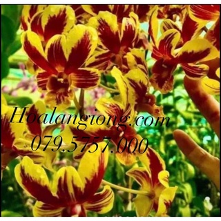 Hoa lan denro cờ đỏ xổ chớp 5%