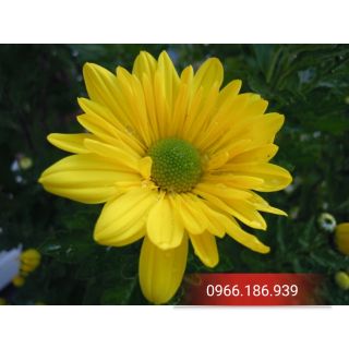 Combo nguyên liệu hoa pha lê, hoa điểm, nụ lan đất