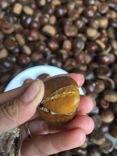 [Hạt dẻ chín giá sỉ] Combo hạt dẻ cho khách sỉ