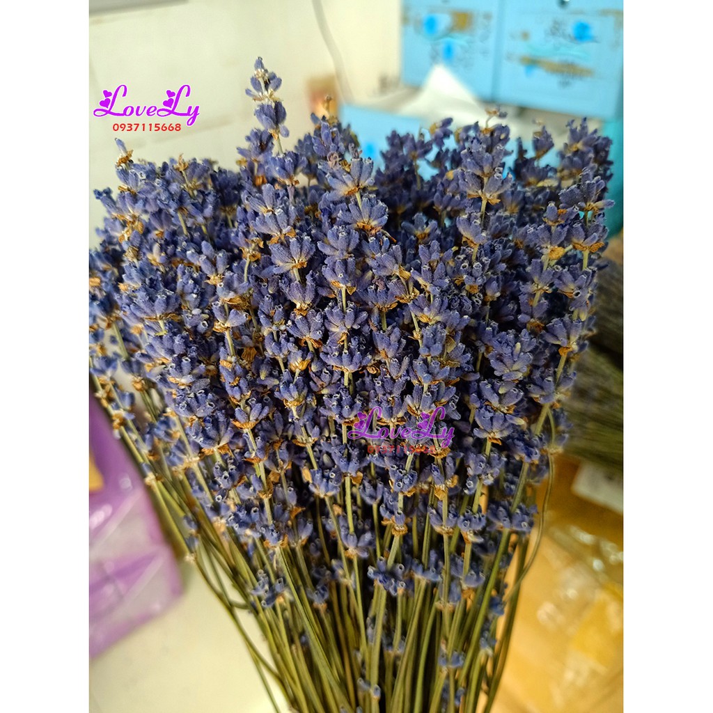 Bó hoa oải hương Lavender khô nhập Pháp 200 cành [ Tặng Túi Thơm]