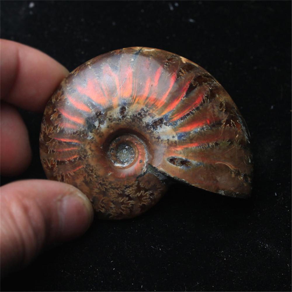 Linh Vật May Mắn Của YIYU Ammonite|Đồ Chơi Sưu Tầm Tự Nhiên
