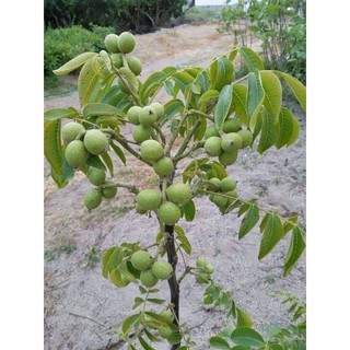 cây giống óc chó