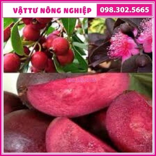 Cây giống ổi tím