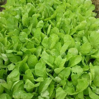 HẠT GIỐNG CẢI MƠ CAO SẢN .