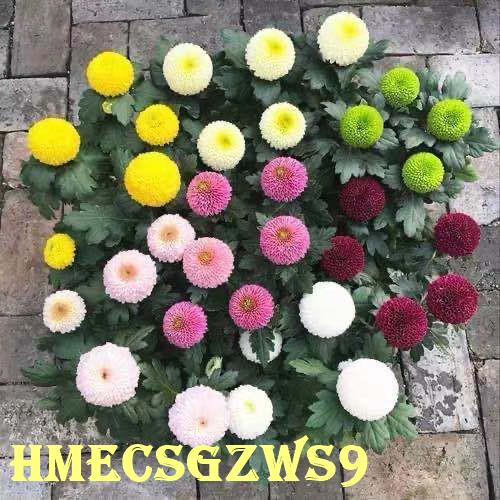 Hạt giống hoa cúc Ping-pong, nở bốn mùa, màu sắc tươi tắn 200h