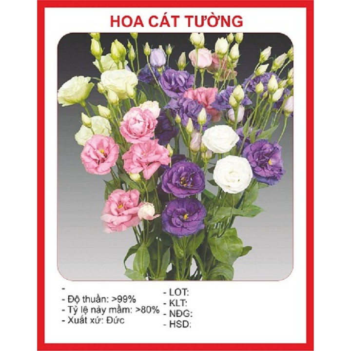 Hạt giống hoa cát tường Mix nhiều màu gói 5 hạt xuất xứ Đức