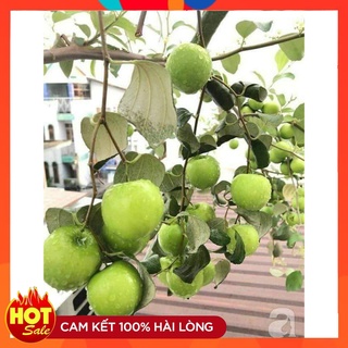 Cây Giống Táo Đào Vàng ( 3 Cây ) Quả To Ngọt Cây Ghép Nhanh Cho Quả