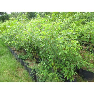 CÂY GIỐNG  CÂY LONG NÃO (CÂY ĐINH HƯƠNG)