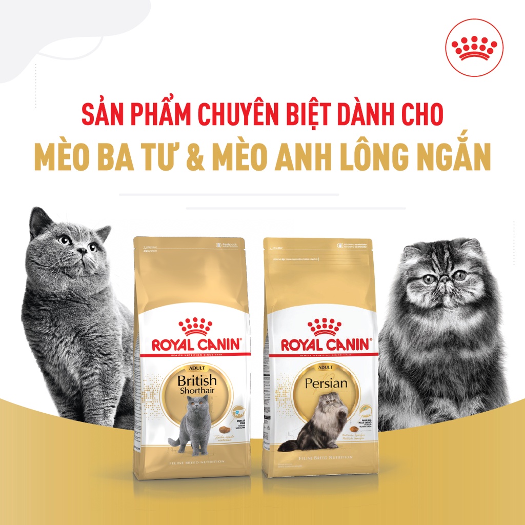 hạt ROYAL CANIN chuyên biệt dinh dưỡng dành cho Mèo lông ngắn và Mèo ba tư