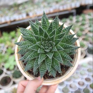 Móng rồng pháp size đại ( ảnh thật )