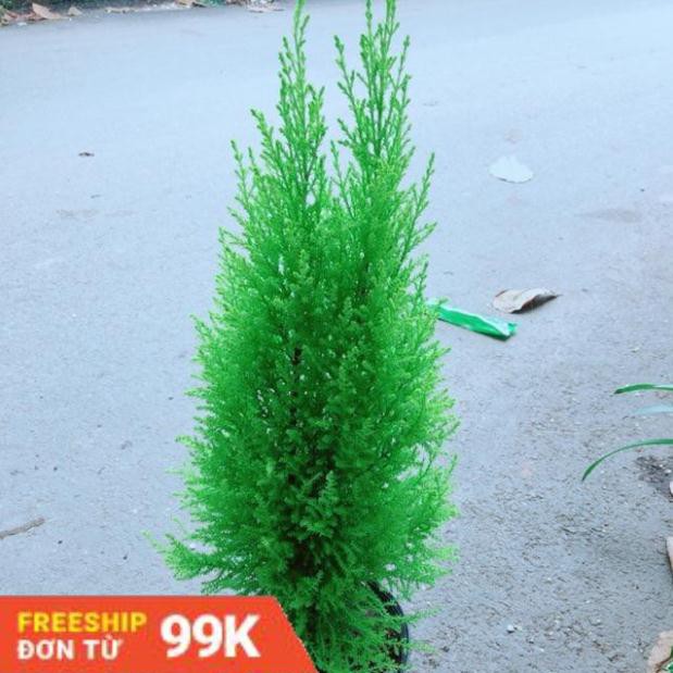 Cây Tùng Thơm