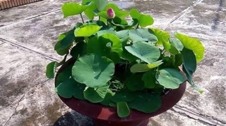 Hạt giống sen mini_combo 100 hạt